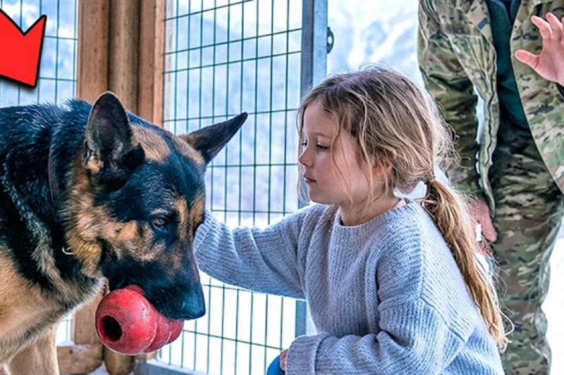 The War Dog Everyone Feared Was Seconds From Killing A Child—Until One Small Gesture Changed Everything Forever