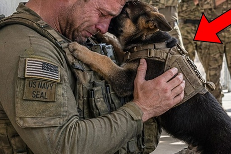 The Dog They Called a Failure Chose a Broken Soldier—What Happened Next Left Even the Military Speechless