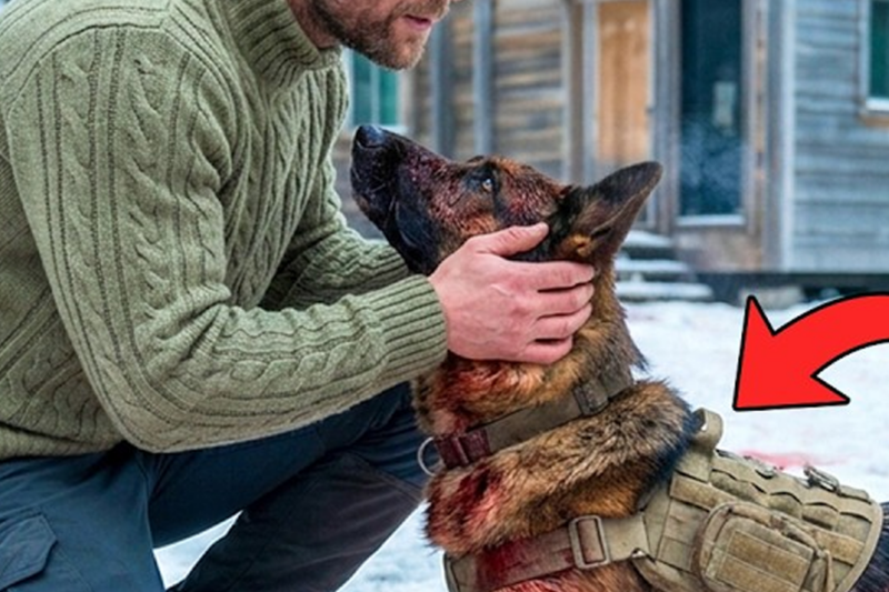 He Saved a Bleeding German Shepherd in a Blizzard — Hours Later, Mercenaries Came to Burn Everything Down