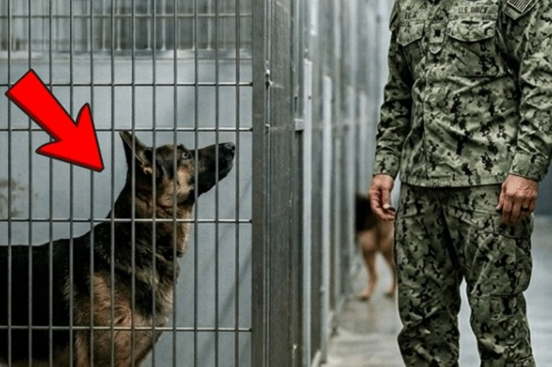 “You don’t need to run anymore,” something in the dog’s eyes said—what happened in that storm rewrote the man’s fate