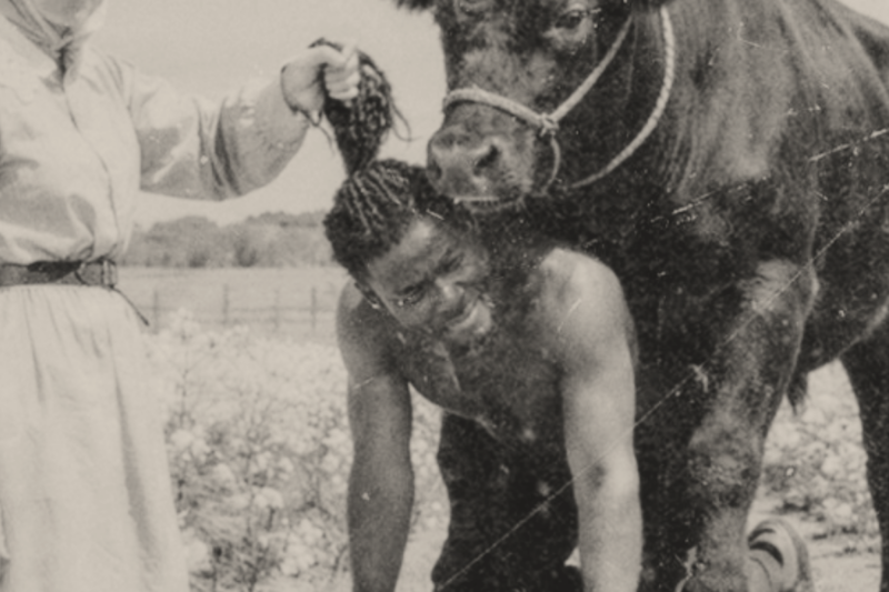 THEY USED A MASSIVE BULL TO HUMILIATE HIM BEFORE THE ENTIRE PLANTATION, BUT HIS RESPONSE CHANGED HISTORY FOREVER