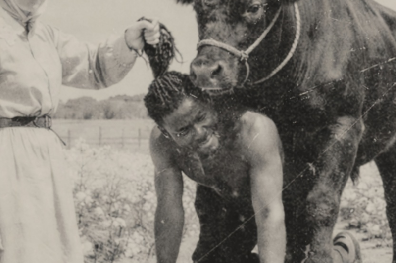 The Bull and the Unbreakable Slave: