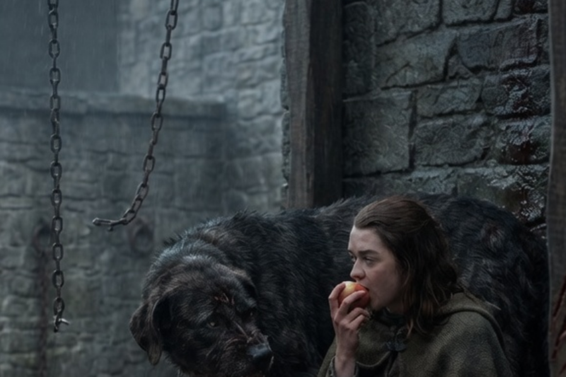 “The Alpha King’s Hound Killed Its Last Five Handlers” — She Wasn’t a Handler