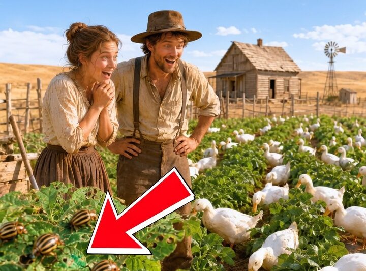 They Bought 63 Blind Ducks — Everyone Laughed Until the Beetles Came